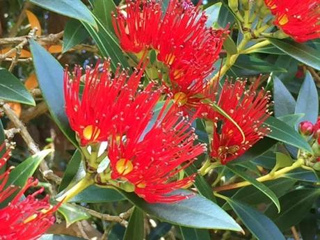 close up of Metrosideros umbellata