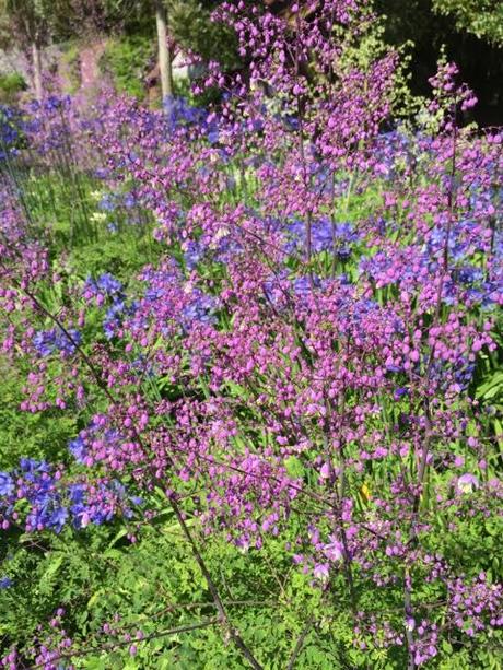 blue agapanthus with thalictrum delaveyi