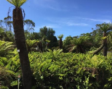 tree fern