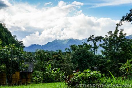 A Trip to the Chiang Dao Nest in Northern Thailand