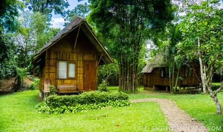 A Trip to the Chiang Dao Nest in Northern Thailand