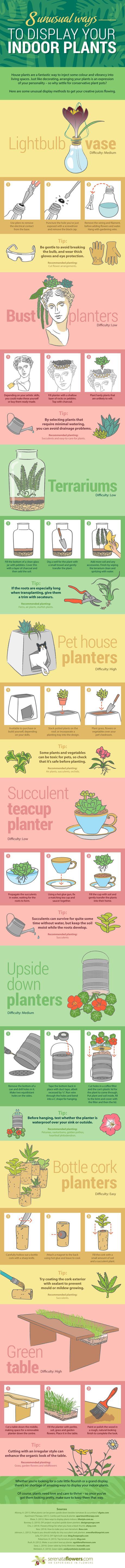 Indoor plants infographic