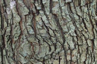 Pyrus pyraster Bark (15/08/15, Kew Gardens, London)
