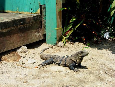 Spotlight: Hostel La Vista - My Favorite Hostel in San Pedro, Belize