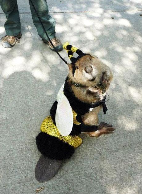 Top 10 Buzzing Animals Dressed as Bees