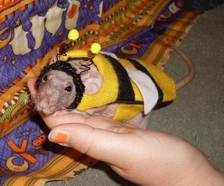 Top 10 Buzzing Animals Dressed as Bees