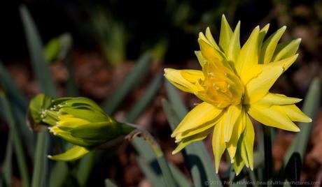 Rip Van Winkle Daffodils © 2015 Patty Hankins