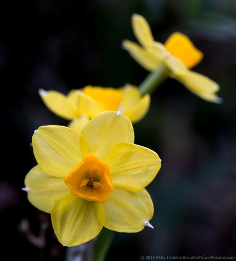 Daffodils © 2015 Patty Hankins