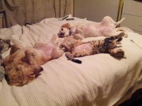 pets in bed11