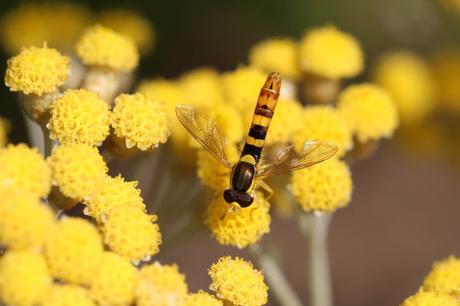 Hoverfly on Curry Plant