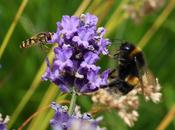 Wildlife Wednesday Summer Pollinators Others