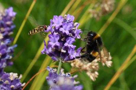 Hoverfly and Bumblee Bee on Lavender