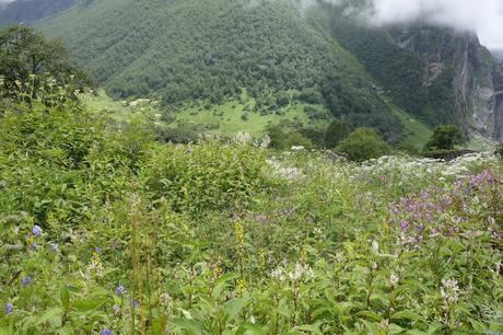 Trek to Valley of Flowers with GIO - To Valley of Flowers