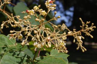 Firmiana simplex Flower (15/08/2015, Kew Gardens, London)