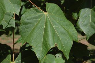 Firmiana simplex Leaf (15/08/2015, Kew Gardens, London)