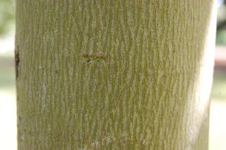 Firmiana simplex Bark (15/08/2015, Kew Gardens, London)