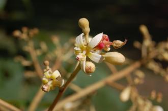 Firmiana simplex Flower Detail (15/08/2015, Kew Gardens, London)