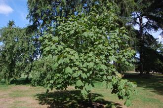 Firmiana simplex (15/08/2015, Kew Gardens, London)