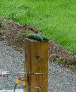 Forgetting My Head .....