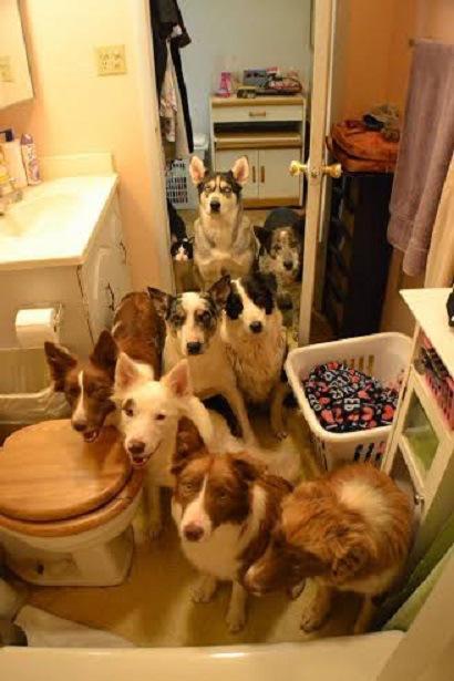 pets in bathroom3