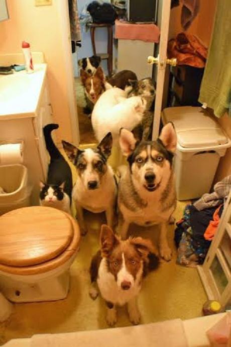 pets in bathroom1