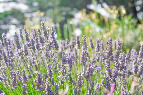 A Trip to the Jersey Lavender Farm