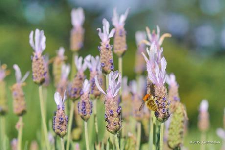 A Trip to the Jersey Lavender Farm