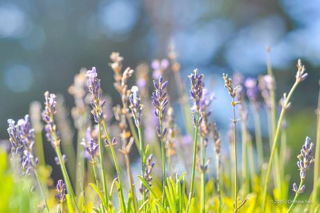 A Trip to the Jersey Lavender Farm