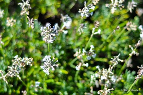 A Trip to the Jersey Lavender Farm