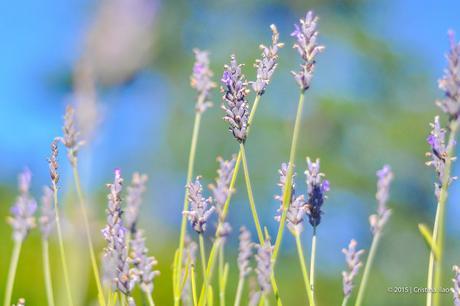 A Trip to the Jersey Lavender Farm