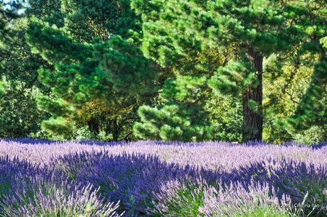 A Trip to the Jersey Lavender Farm