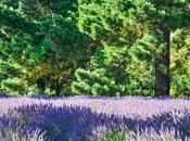 Trip Jersey Lavender Farm