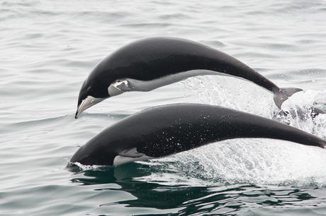 Right whale dolphins
