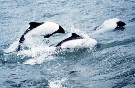 Right whale dolphins