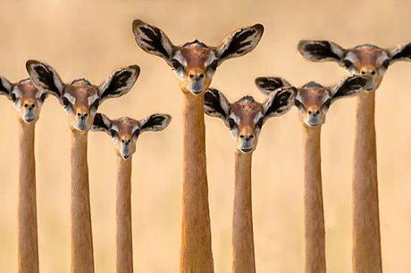 The gerenuk