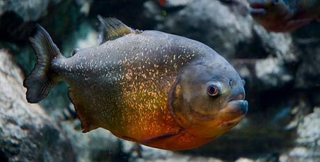 Know amazing facts of Piranha