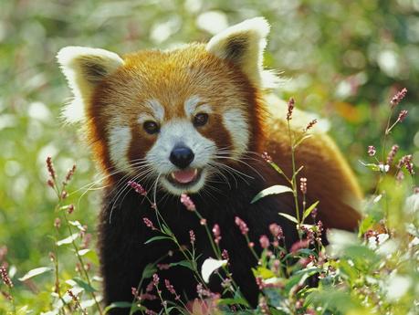 The red panda