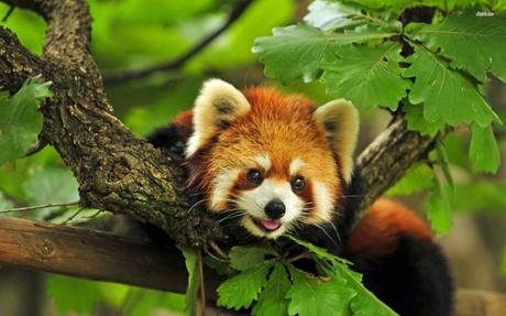 The red panda