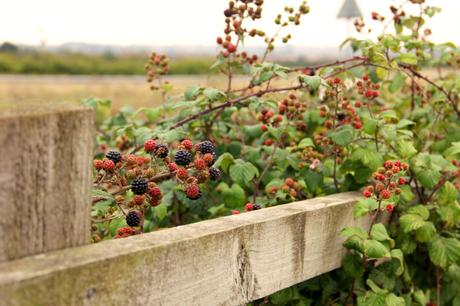 You'll find wild blackberries growing almost anywhere, these are right by the roadside