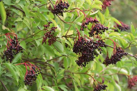 I couldn't believe how many elderberries we found in just one area!