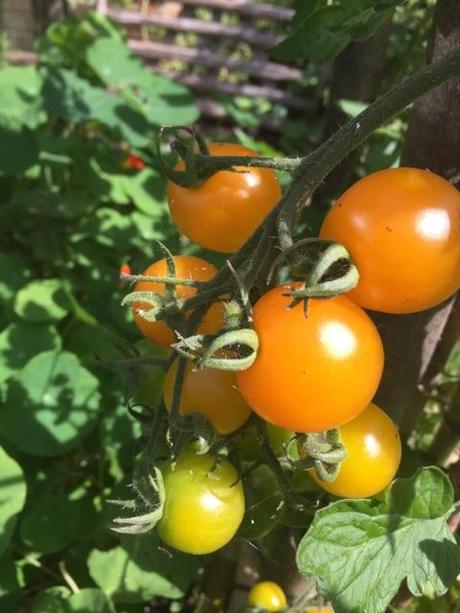 tomatoes on vine