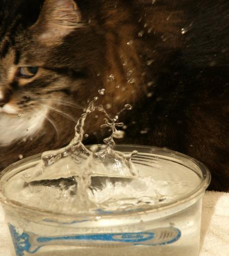 Top 10 Cats and Scary Splashes