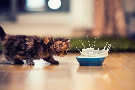 Top 10 Cats and Scary Splashes