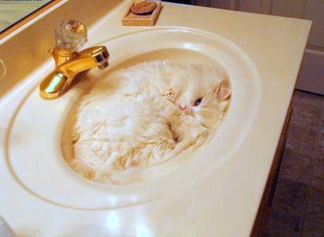 Camouflage Cats camouflage pets35