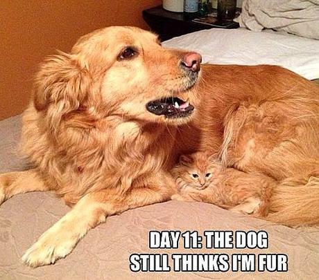 Camouflage Cats camouflage pets17