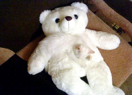 Camouflage Cats camouflage pets10