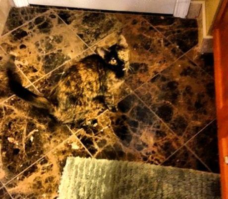 Camouflage Cats camouflage pets18