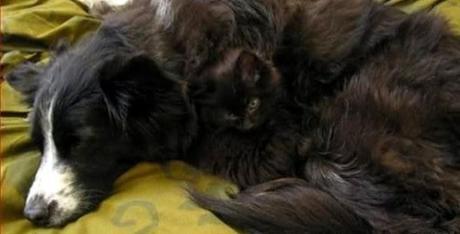 Camouflage Cats camouflage pets24