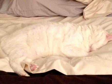 Camouflage Cats camouflage pets32