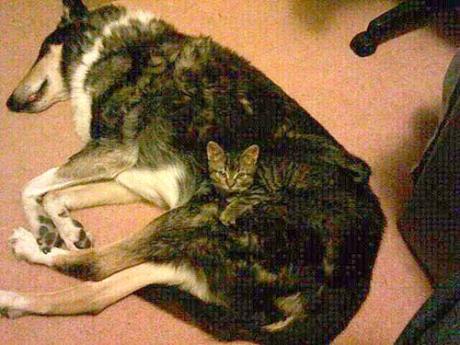 Camouflage Cats camouflage pets3